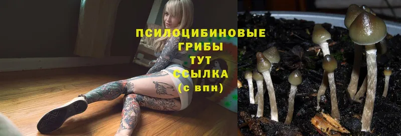 Псилоцибиновые грибы Magic Shrooms  Черногорск 